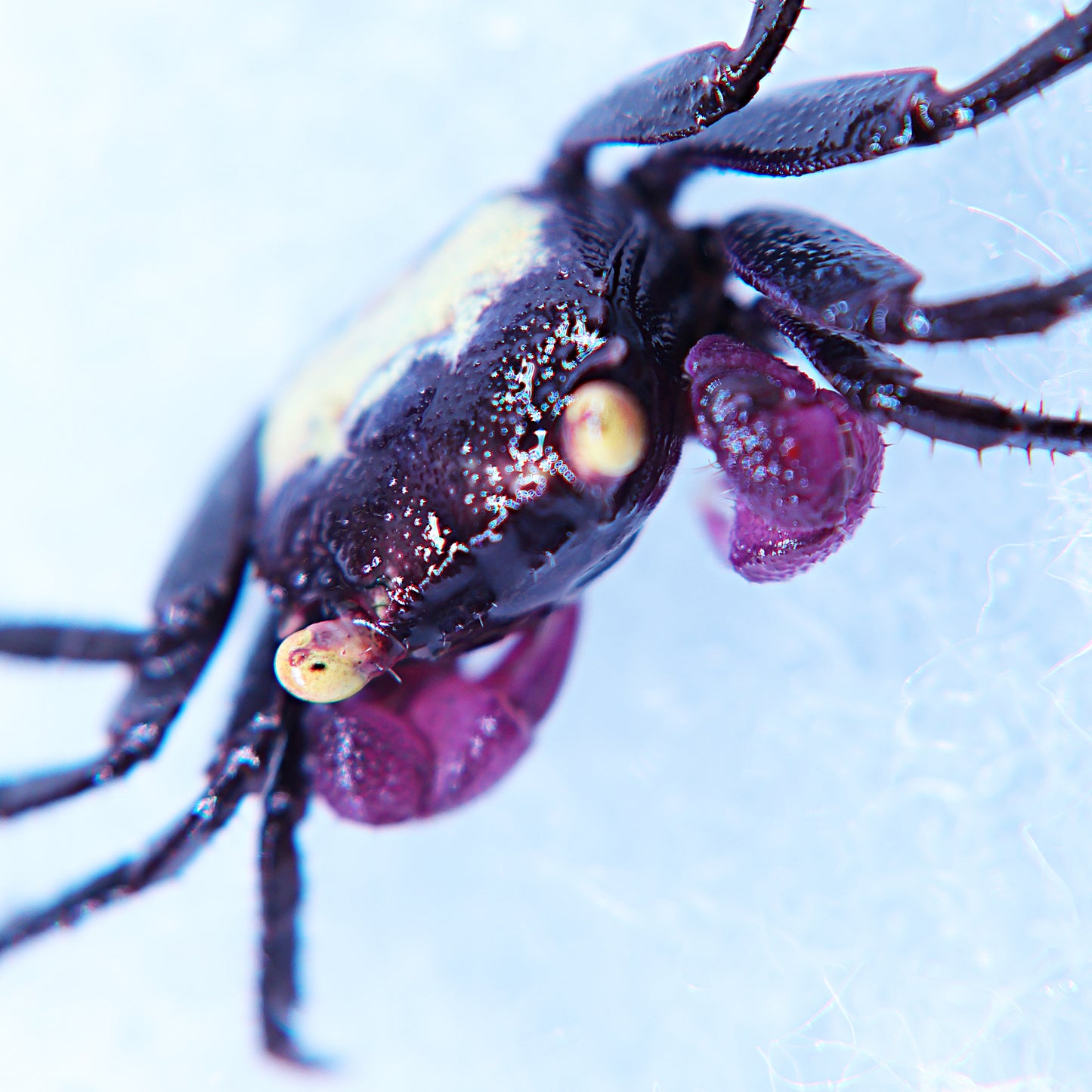 Crabe vampire dennerle (non séxé)