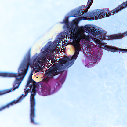 Crabe vampire dennerle (non séxé)