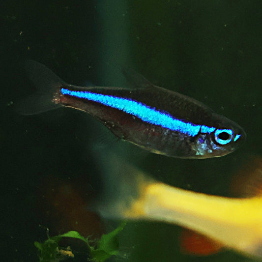 Néon simulans
