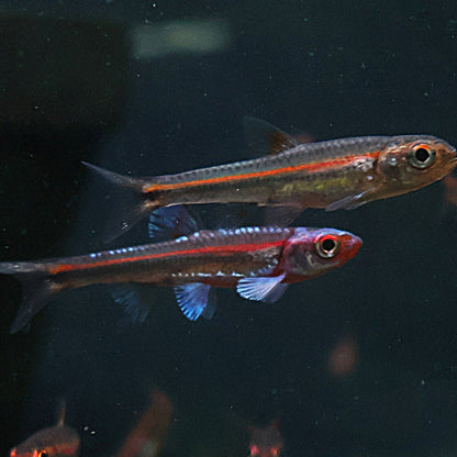 Notropis Chrosomus