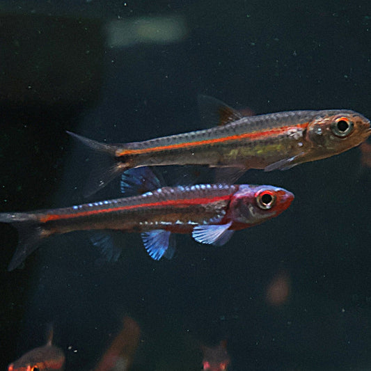 Notropis Chrosomus