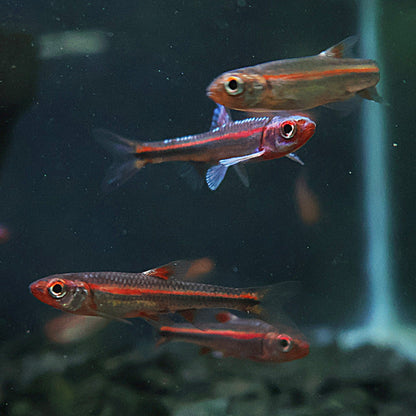 Notropis Chrosomus