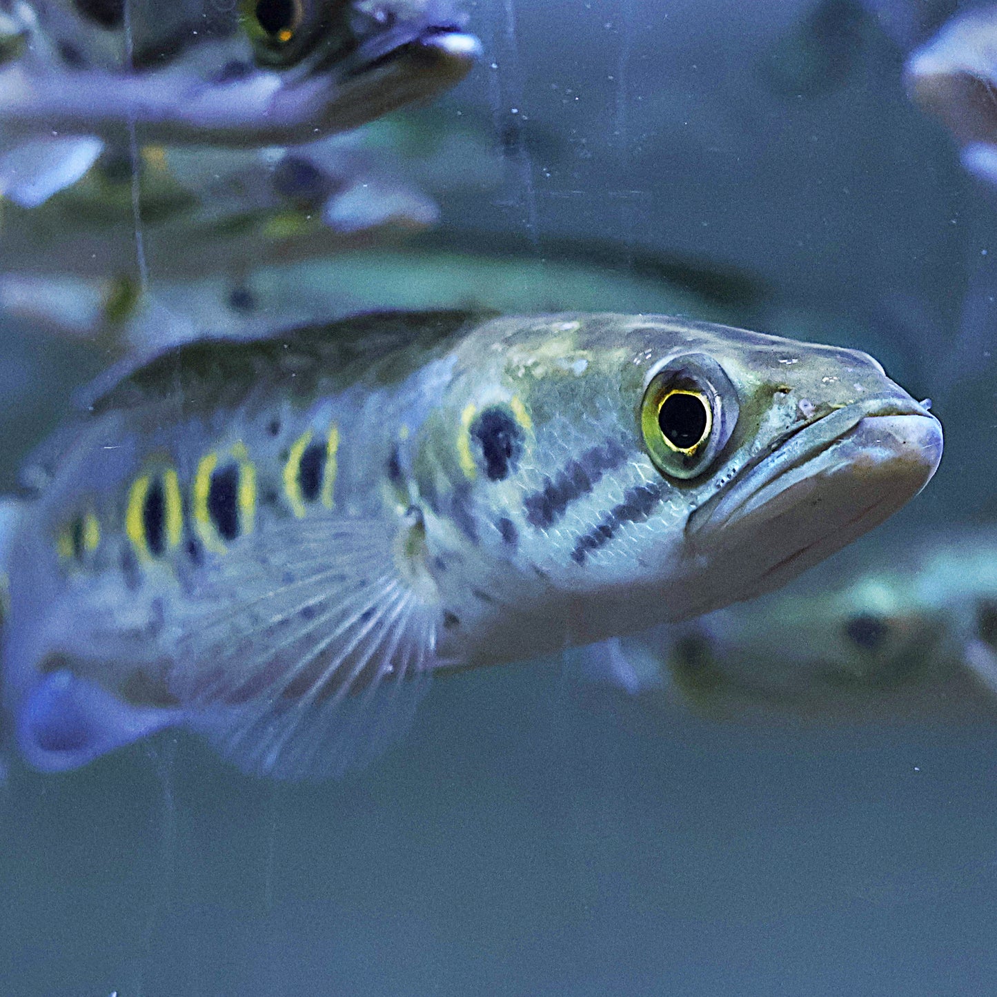 Channa pleurophthalma (15-20cm)