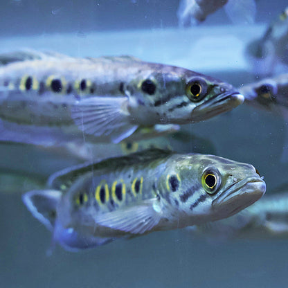 Channa pleurophthalma (15-20cm)