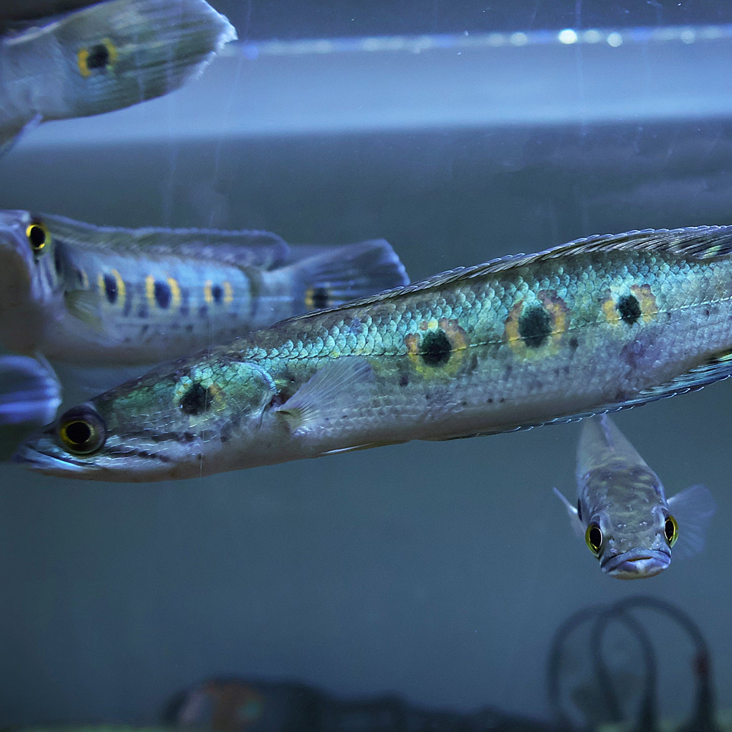 Channa pleurophthalma (15-20cm)
