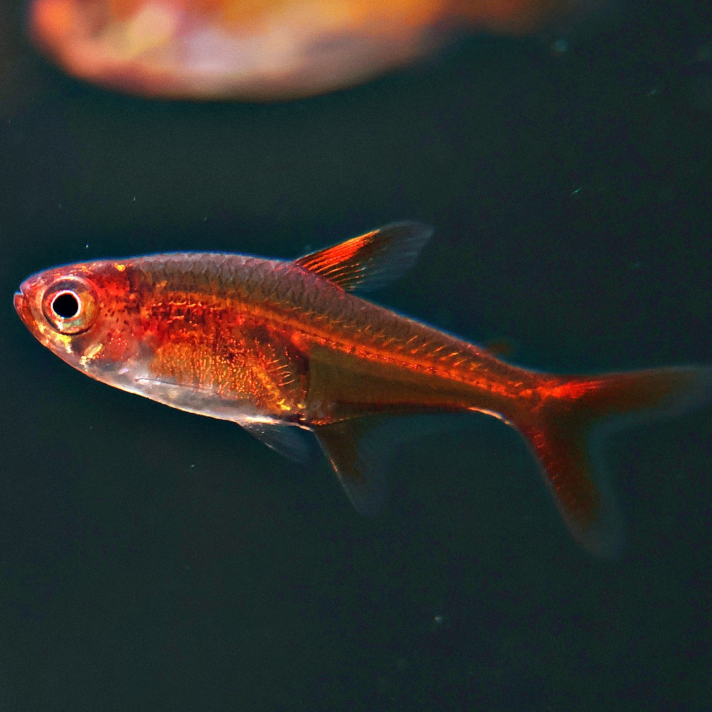 Tetra amandae