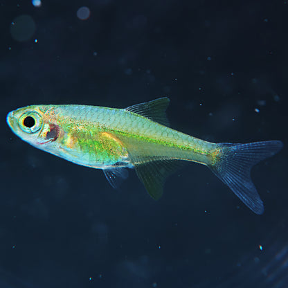 Microdevario kubotai
