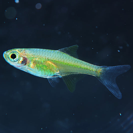 Microdevario kubotai