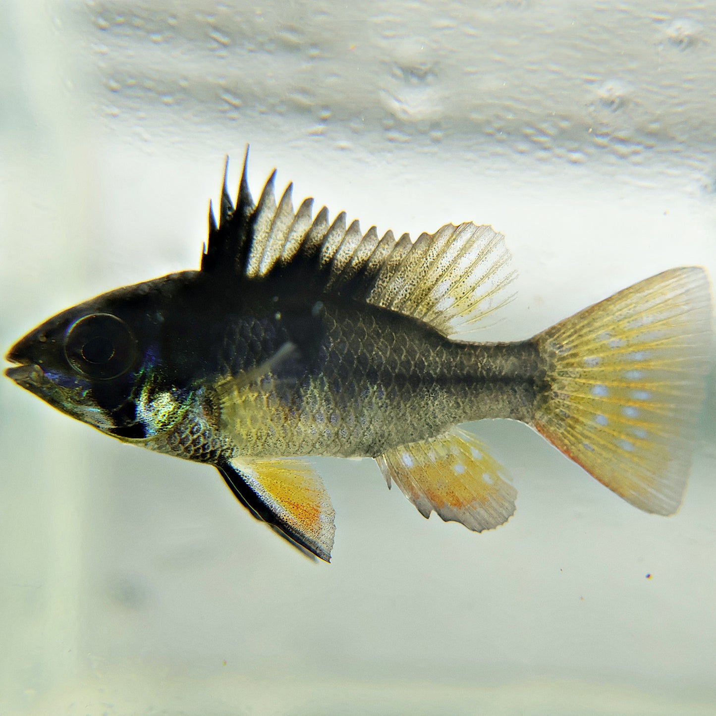 Ramirezi Black (Couple)