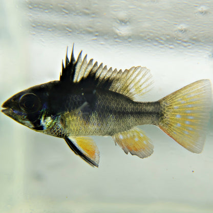 Ramirezi Black (Couple)