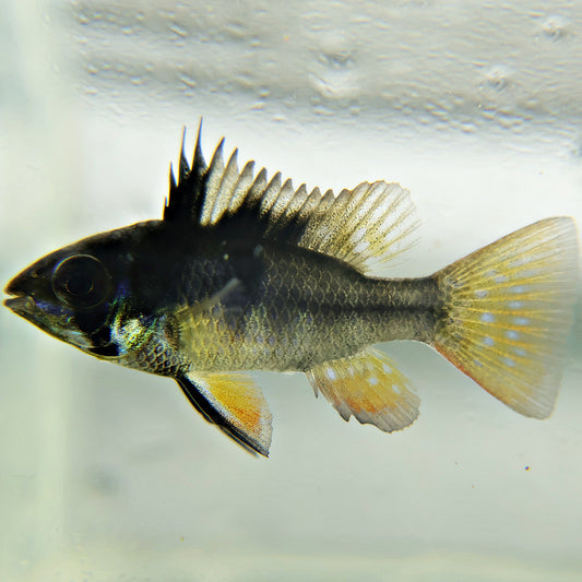 Ramirezi Black (Couple)