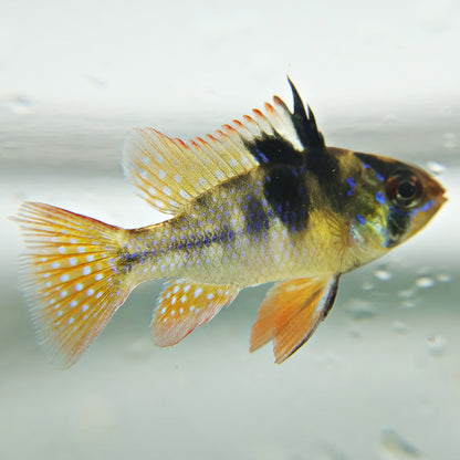 Ramirezi Black (Couple)