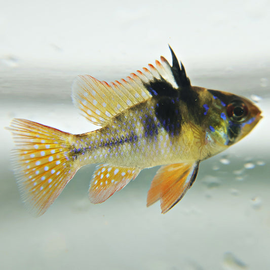 Ramirezi Black (Couple)