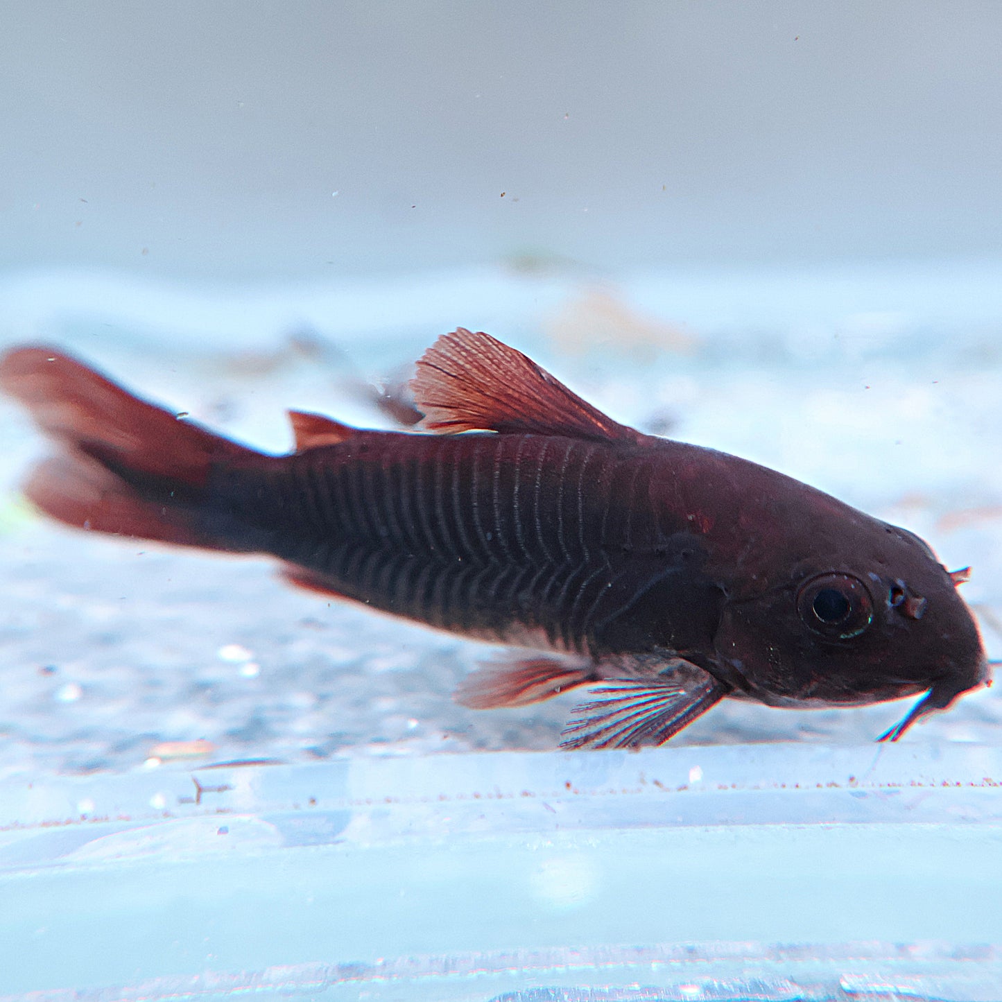 Corydoras black venezuela