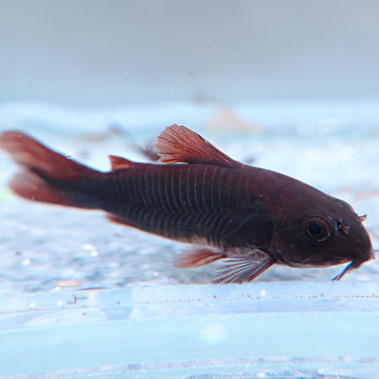 Corydoras black venezuela