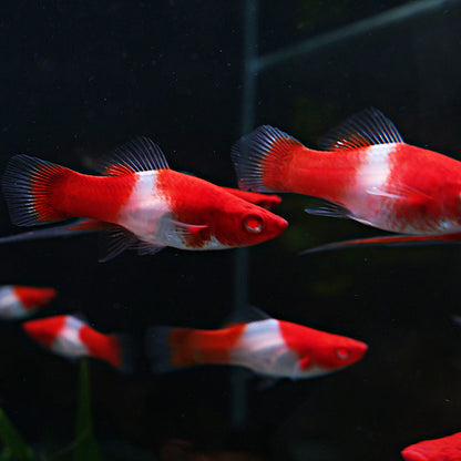Xipho koi kohaku