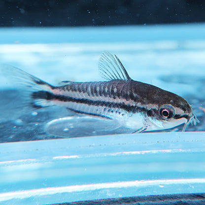 Corydoras pygmaeus