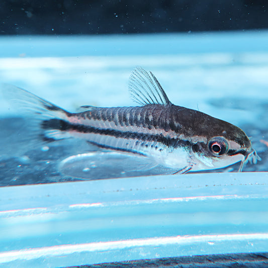 Corydoras pygmaeus