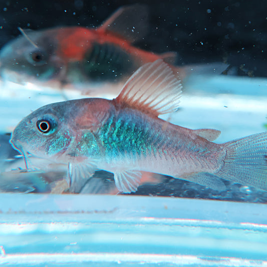 Corydoras Orange Venezuela