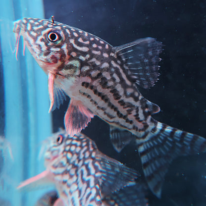 Corydoras Sterbai