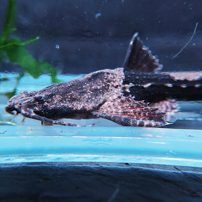 Poisson Banjo - Bunocephalus coracoideus