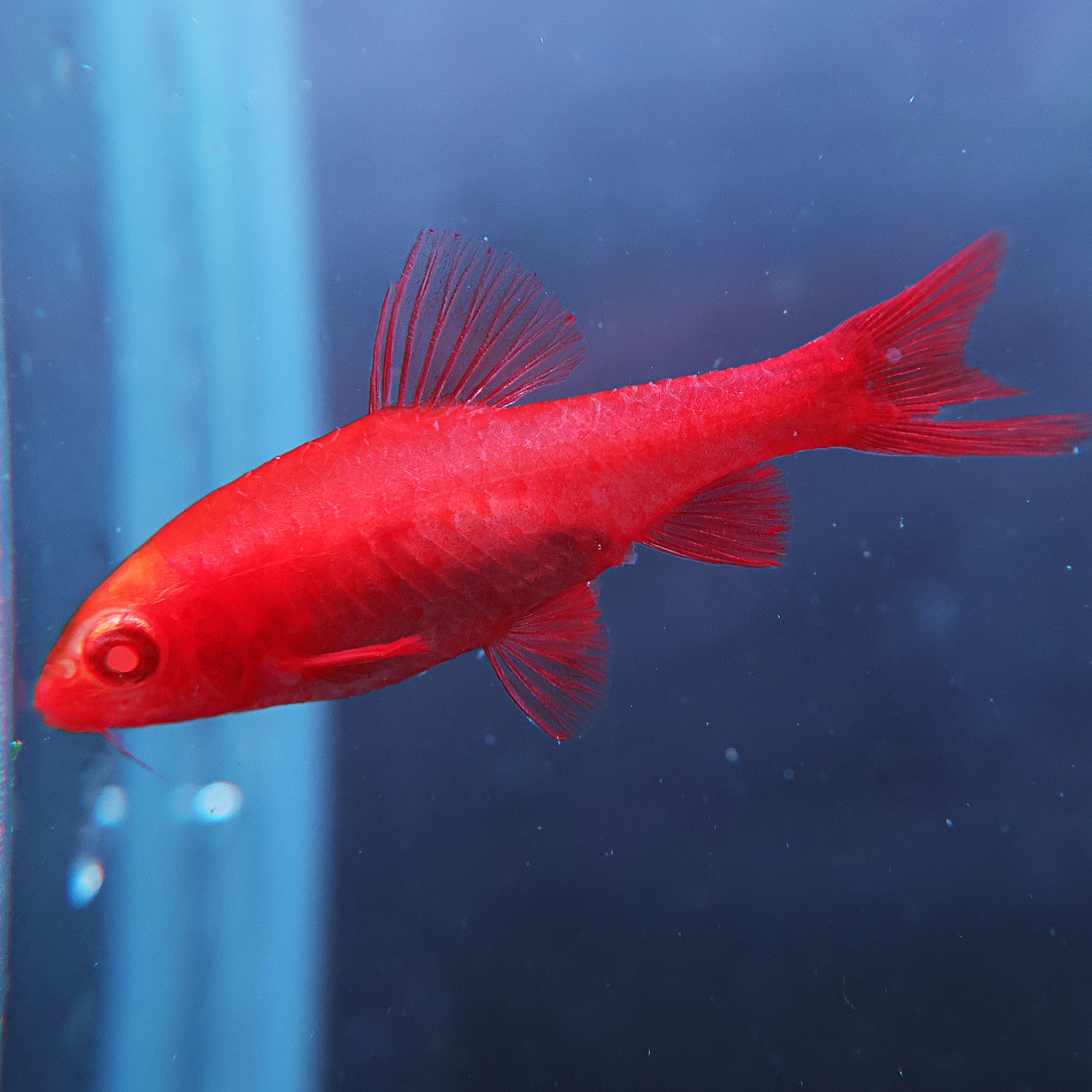 Barbu cerise albinos
