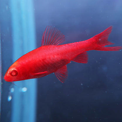 Barbu cerise albinos