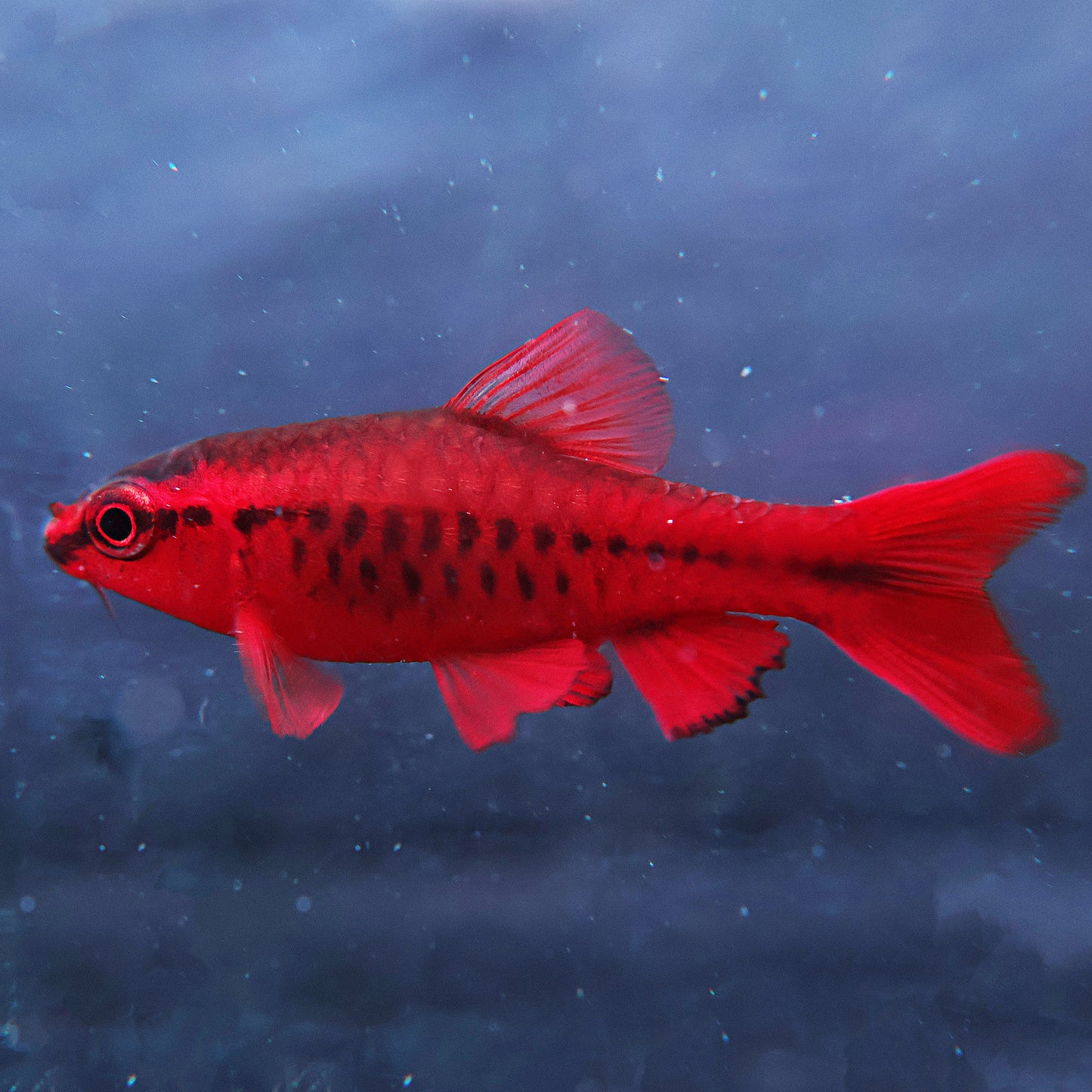 Barbus cerise