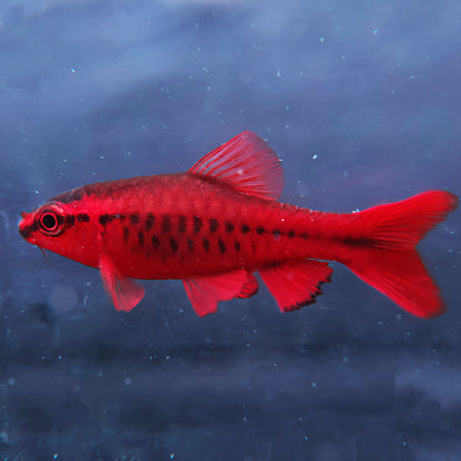 Barbus cerise