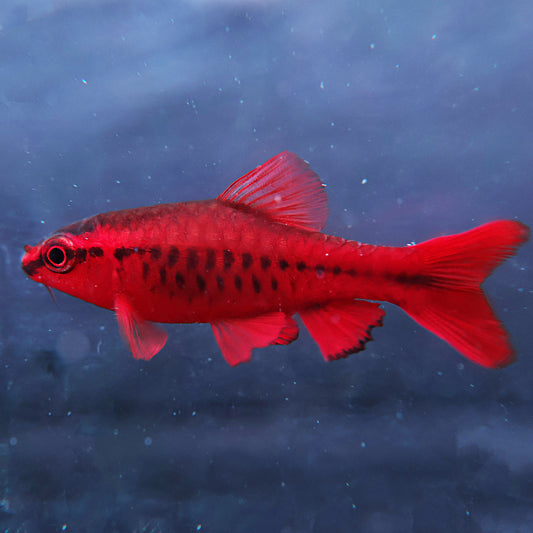 Barbus cerise