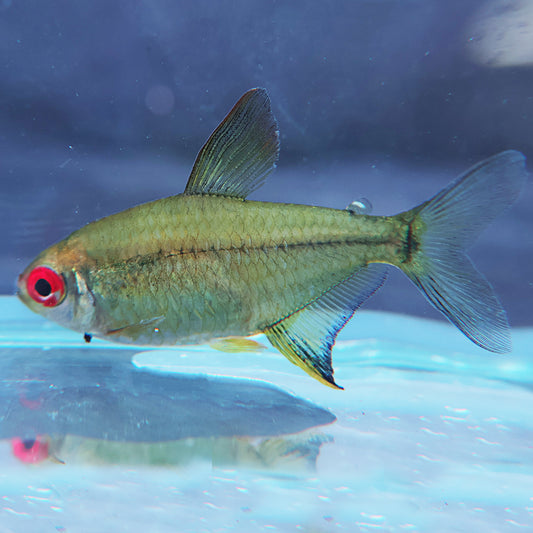 Tetra citron