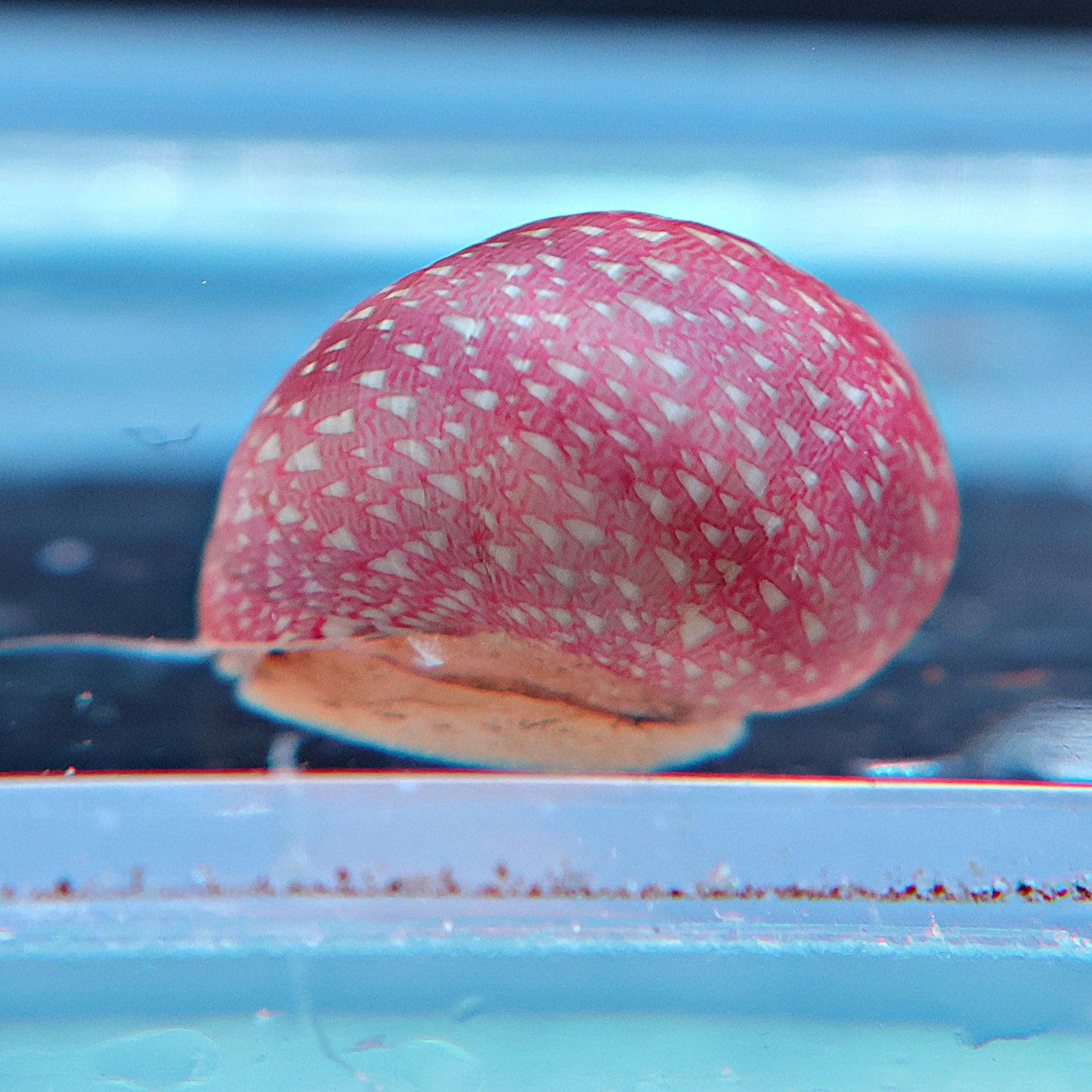Escargot Clithon Mix color