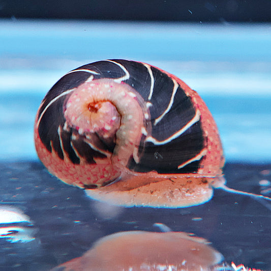 Escargot Clithon Mix color
