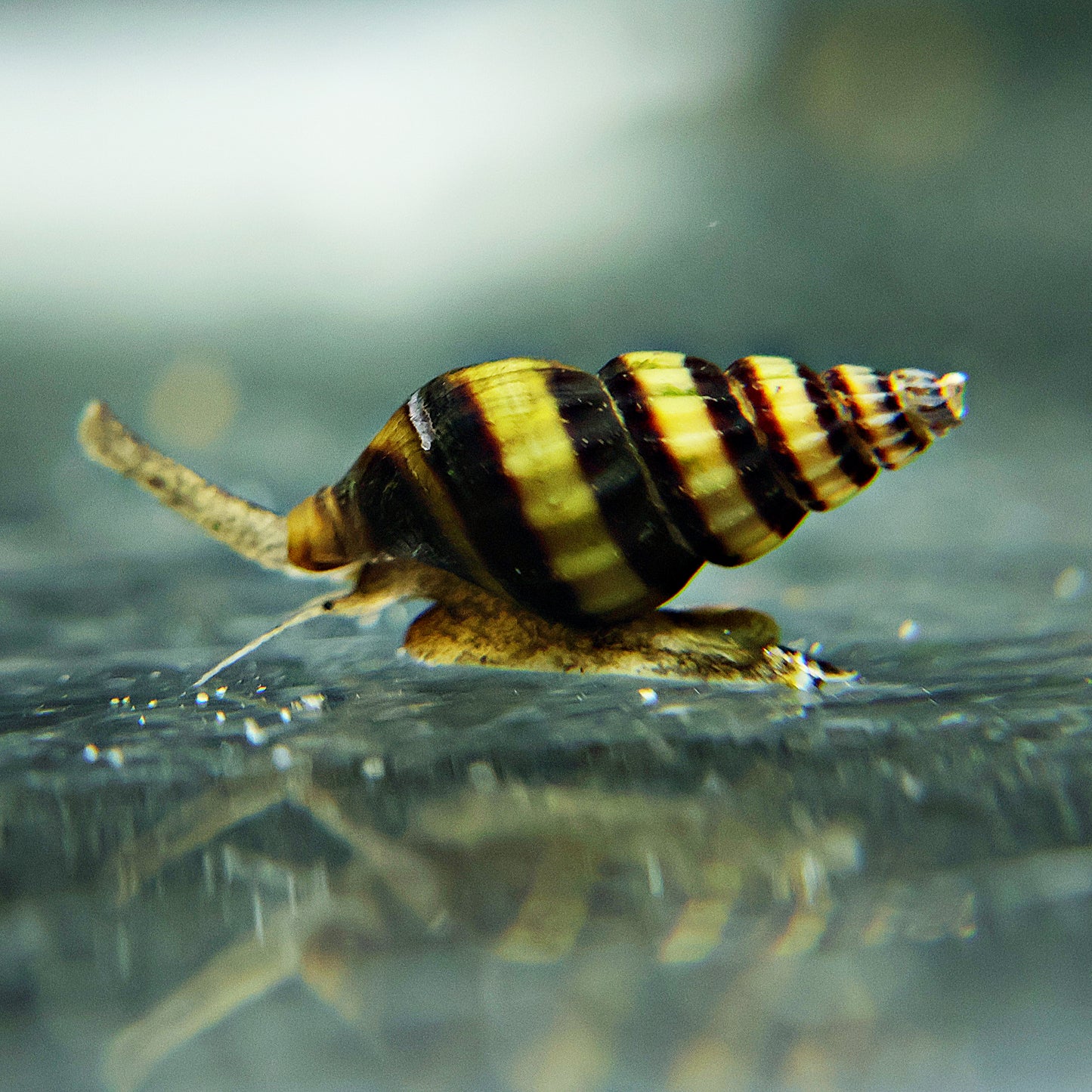 Escargot assassin Anentome Helena 1.5cm