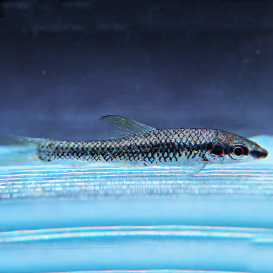 Crossocheilus siamensis