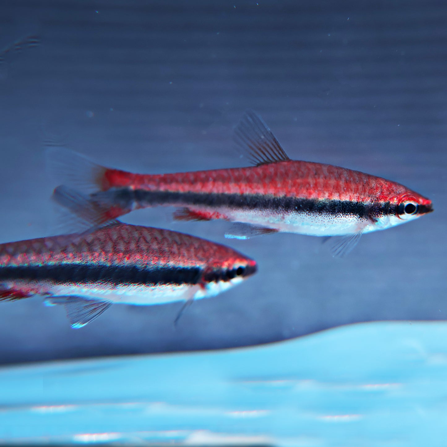 Poisson crayon beckfordi red