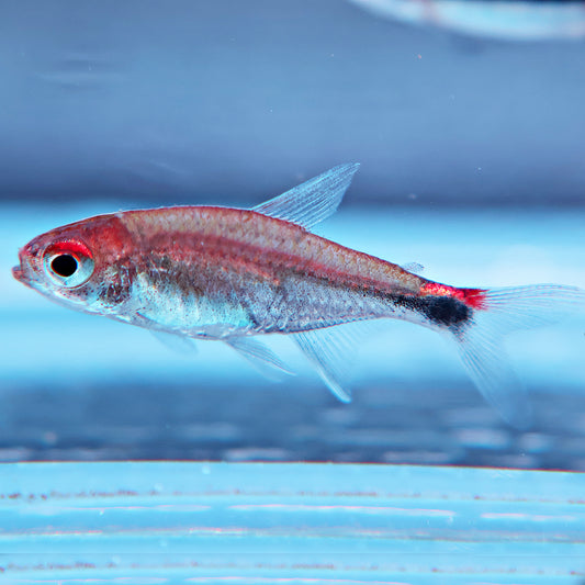 Axelrodia riesei