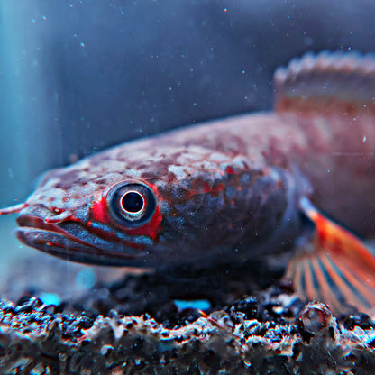 Channa Fire and Ice