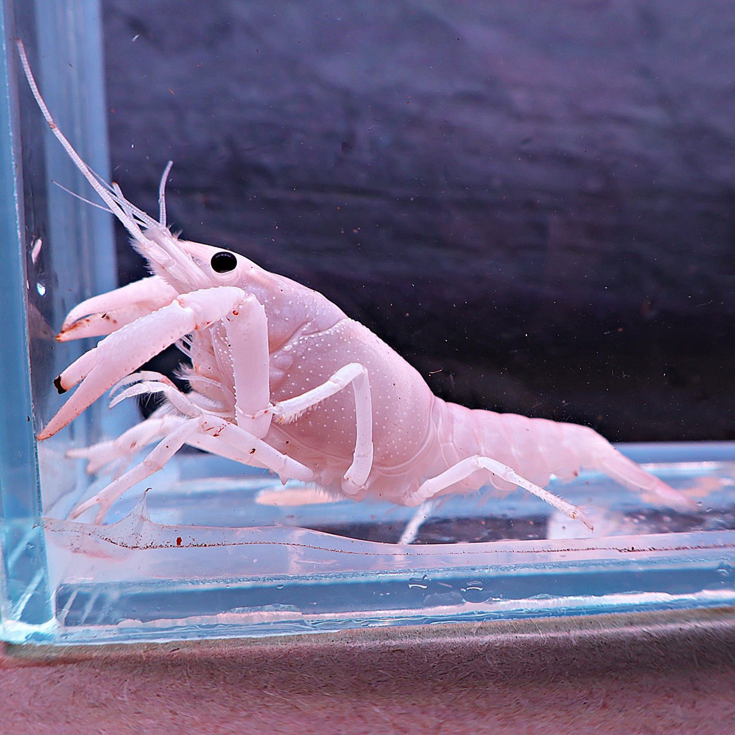 écrevise Cherax 3 couleurs