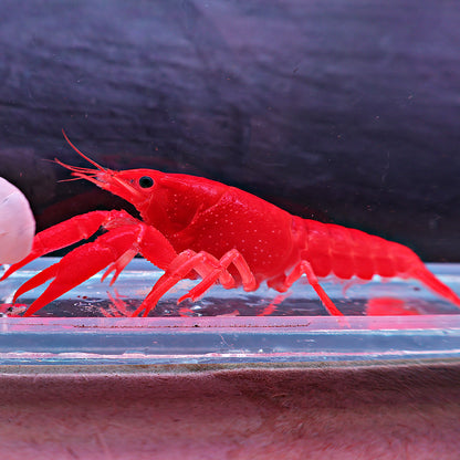 écrevise Cherax 3 couleurs