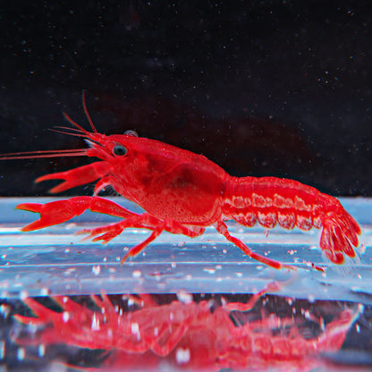 Ecrevisse CPO