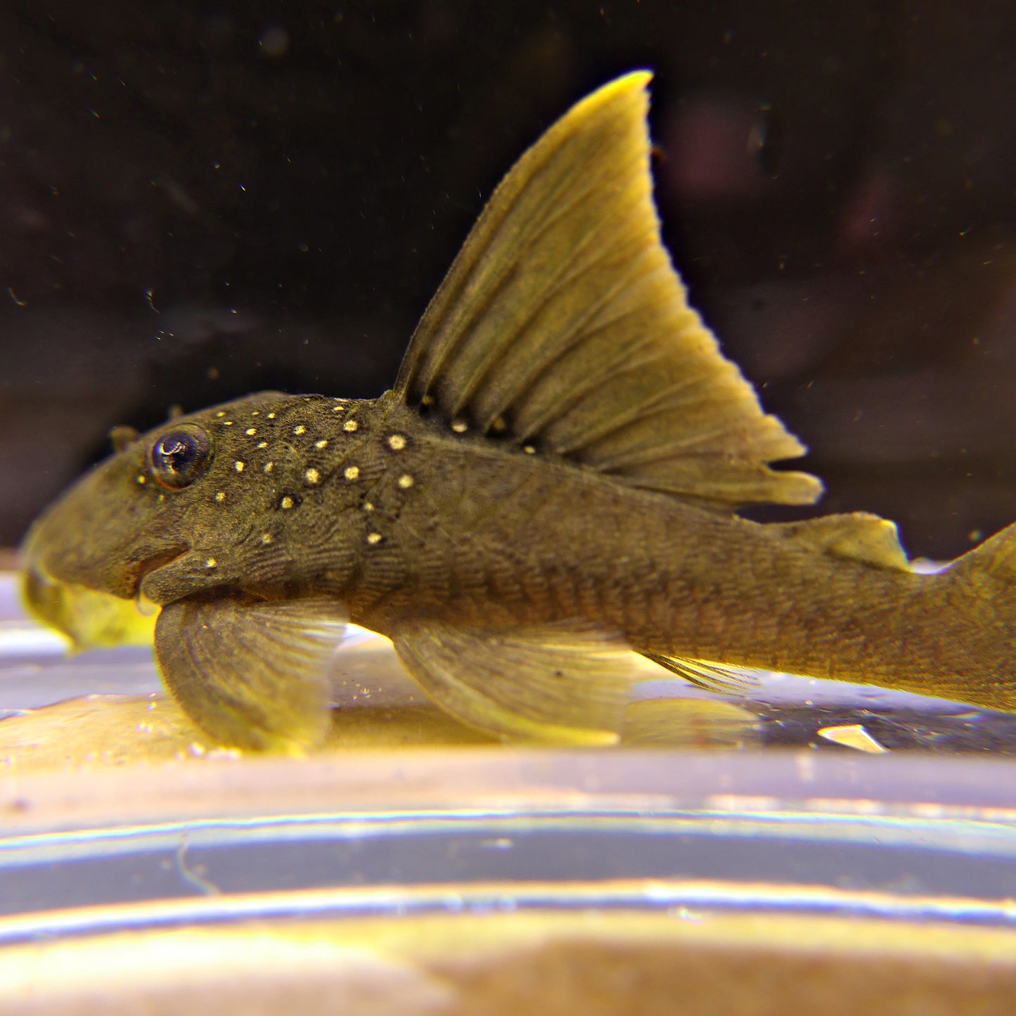Baryancistrus demantoides l200 4/6cm