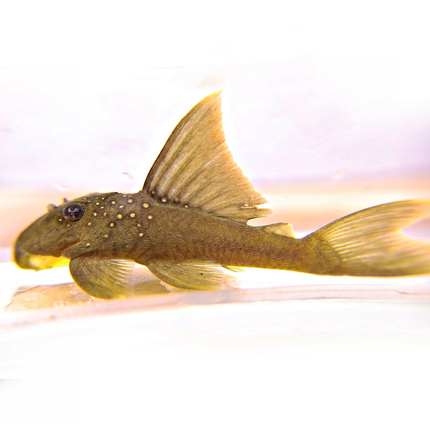Baryancistrus demantoides l200 4/6cm