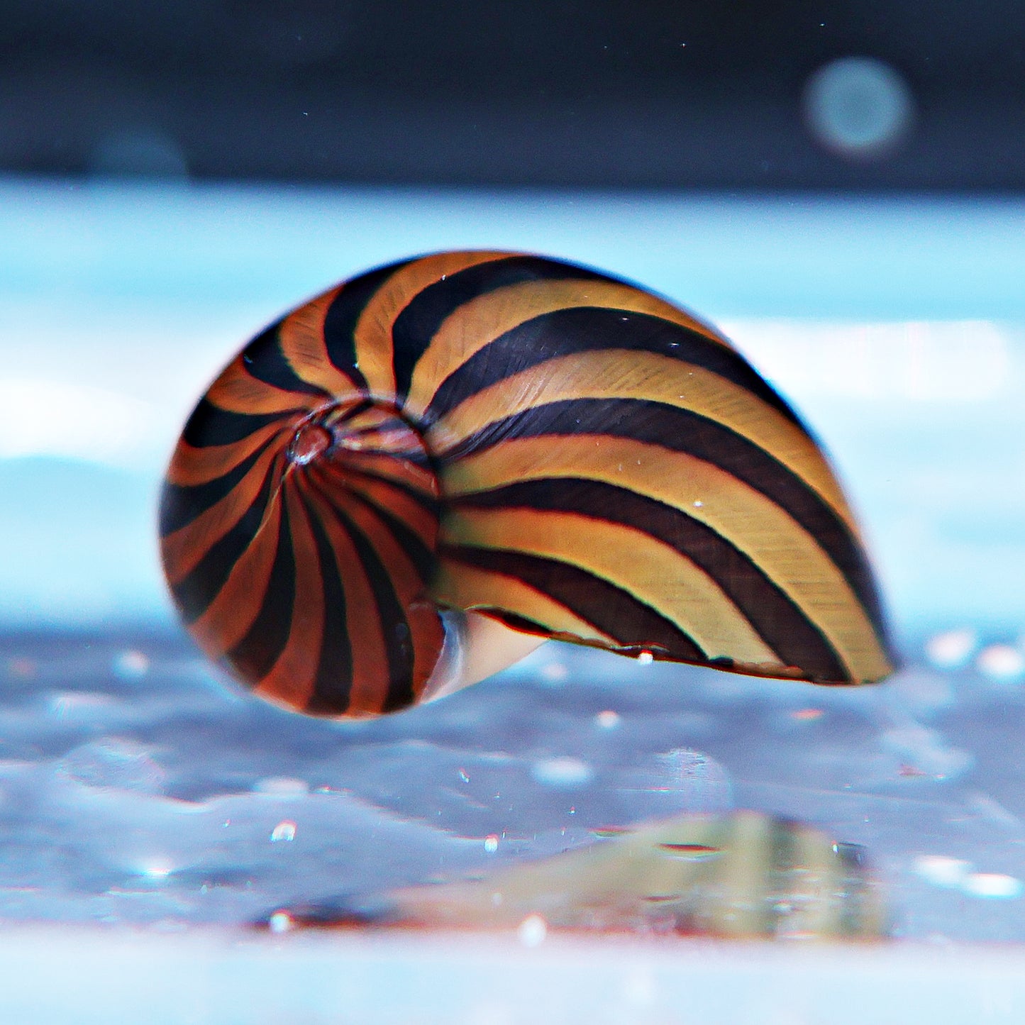 Neritina stripped