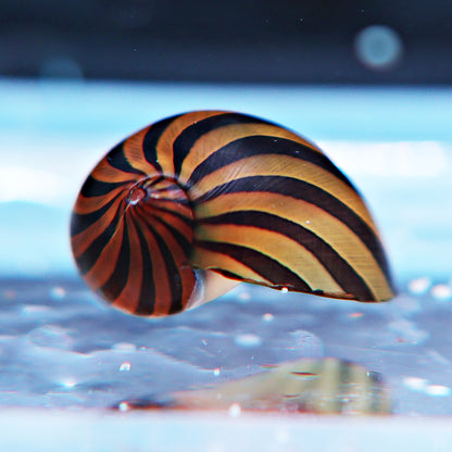 Neritina stripped