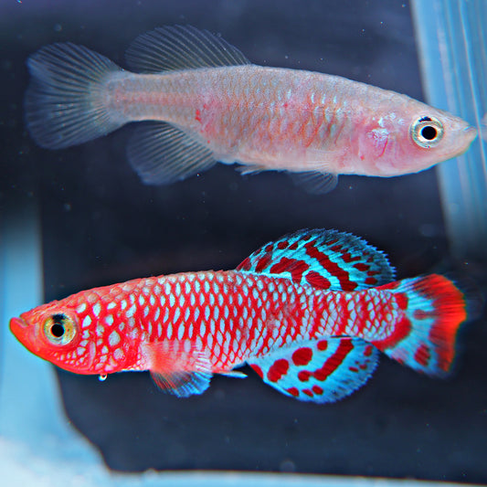 Nothobranchius rachovii (couple)
