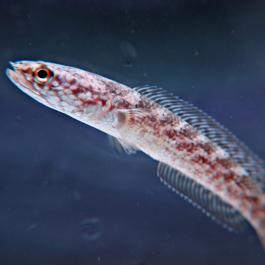 Channa torsaensis Bleu Cobalt