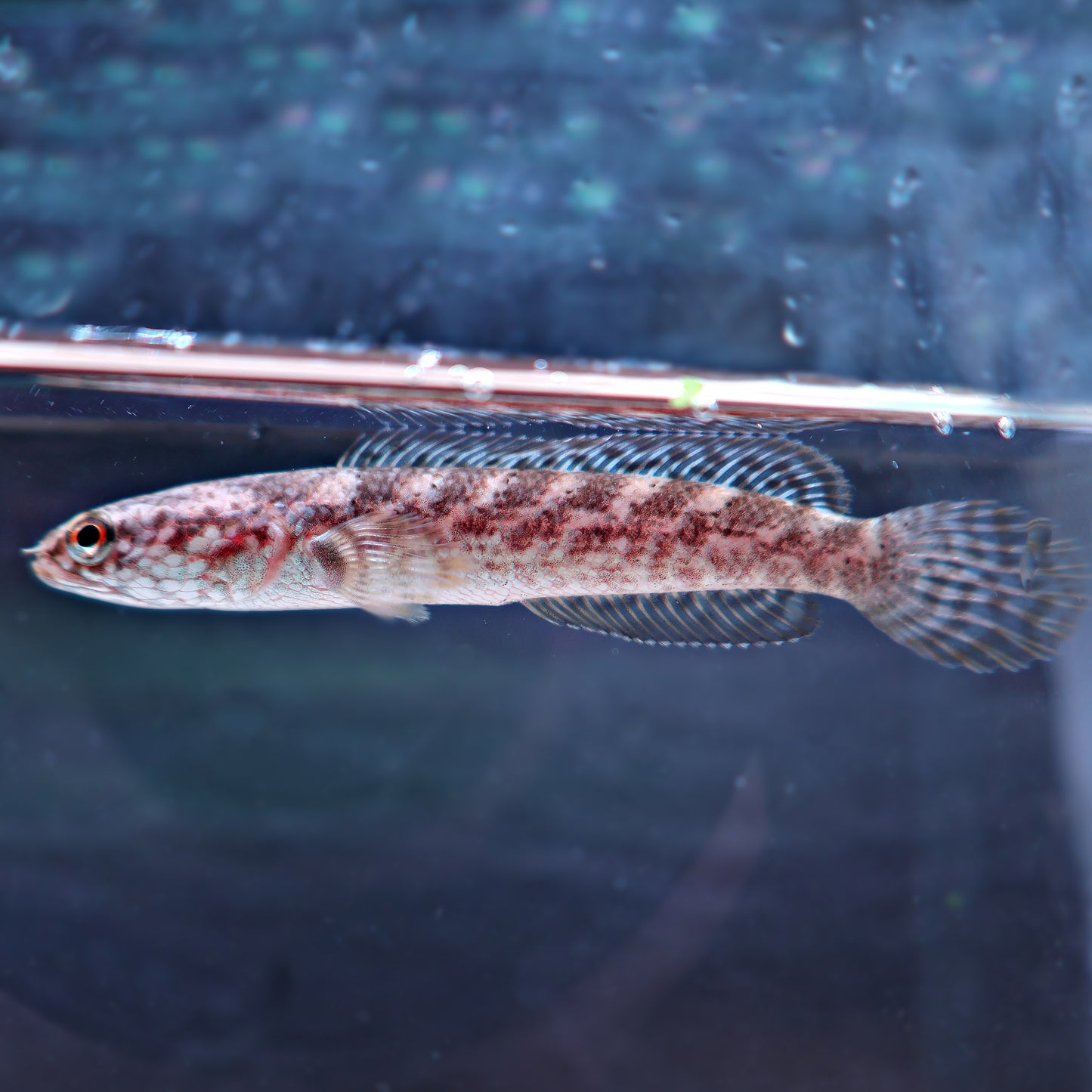 Channa torsaensis Bleu Cobalt