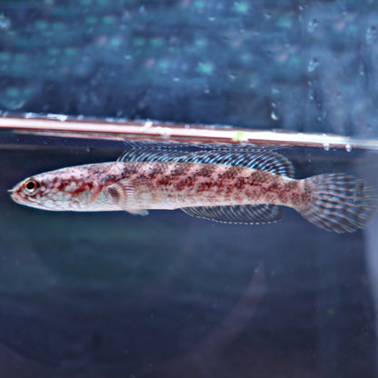 Channa torsaensis Bleu Cobalt