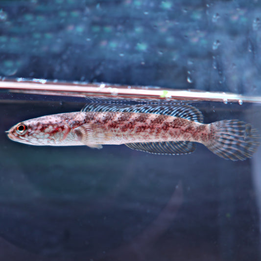 Channa torsaensis Bleu Cobalt